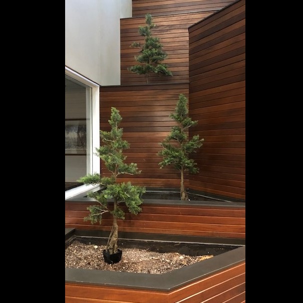 Potted Cedar Trees for themed events - Idea Gallery - Artificial Cedar Tree rental